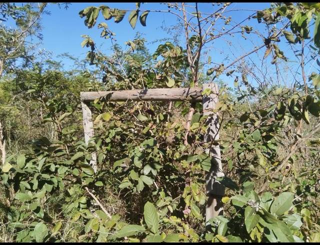 FARM FOR SALE IN TSWINGA